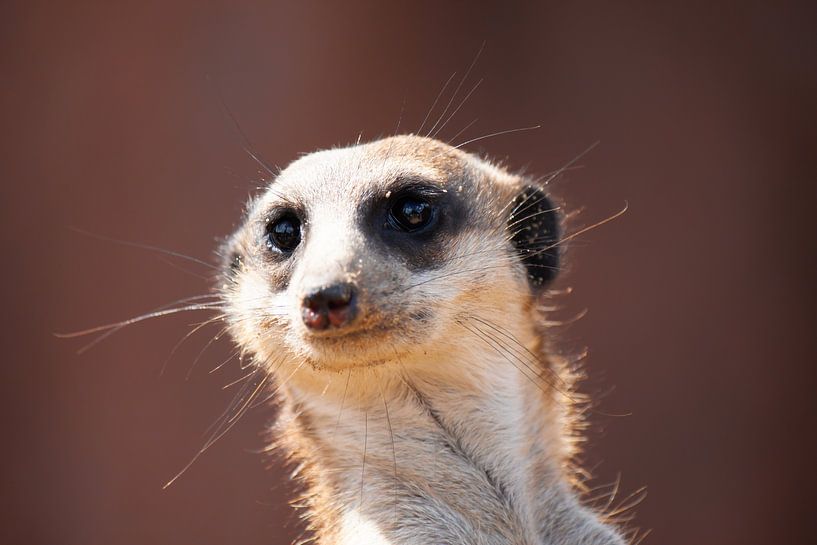 Erdmännchen von Roger Hagelstein