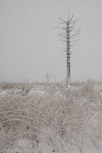 Winterspaß im Hohen Venn