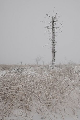 Winterpret op de Hoge Venen