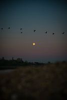Mond
