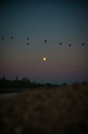 Lune sur Felix Winkelhausen