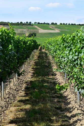 Bio-Reben in den Hügeln von Rheinhessen, Deutschland, im Sommer