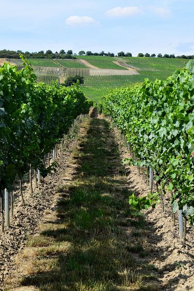 Vignes biologiques dans les collines de Rheinhessen, Allemagne, en été par Studio LE-gals