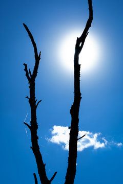 Soleil noir-blanc-bleu sur Lynxs Photography