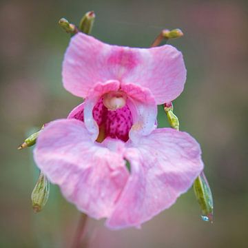 Wilde orchidee, roze van Rietje Bulthuis