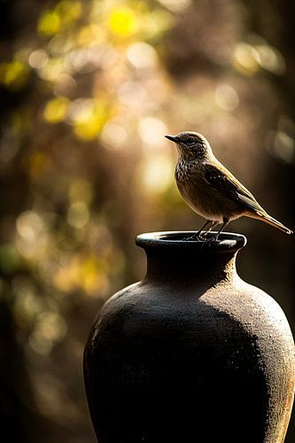 Vogel op donkere vaas