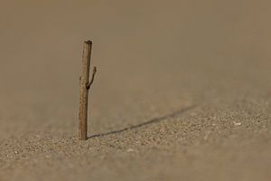 Close-up in het zand