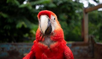 Roter Papagei