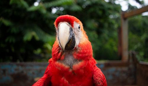 Roter Papagei