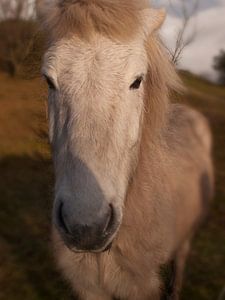 IJslands paard sur Rinke Velds