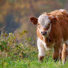 Cow the little runaway by Tanja Riedel