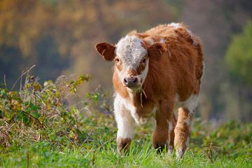 Cow the little runaway