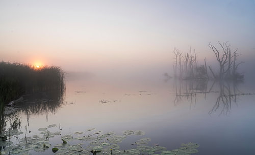 Tusschenwater in the mist at sunrise