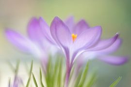 Lila Krokusse von Gonnie van de Schans