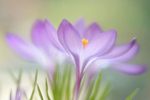 Soft focus krokussen