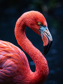 Der Blick des Flamingos von Manjik Pictures