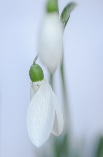 Sneeuwklokje