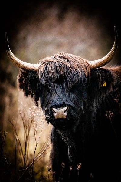 Schotse hooglander van Design Wall Arts