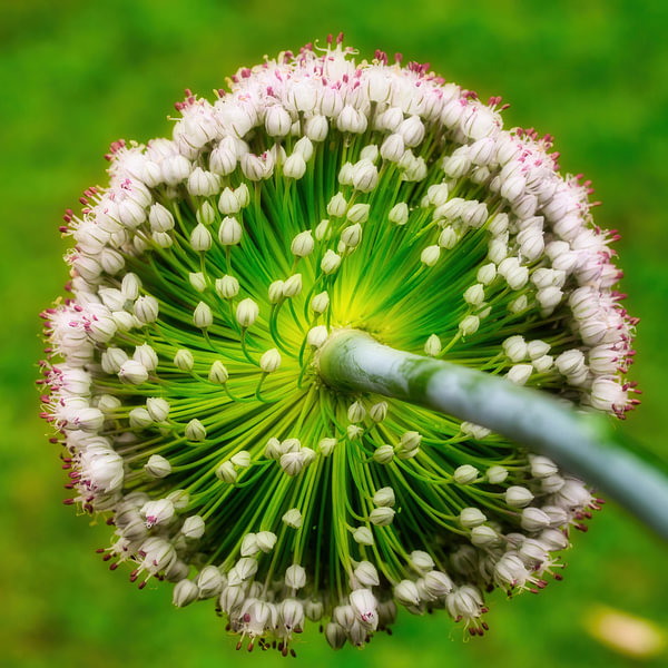Runde Blume. Blühender Lauch von Hilda Weges