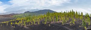 Kanarische Kiefern am Mirador de Chio, Teide-Nationalpark, Teneriffa