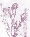 Lila Blumen auf Weiß. Natürliches Leben. Botanische Kunst in Pastellfarben. von Dina Dankers Miniaturansicht