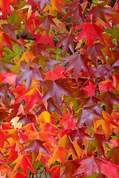 American sweetgum by Michael Schuppich