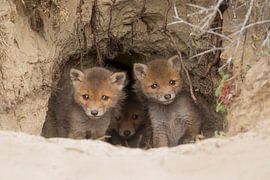 neugierig von Ina Hendriks-Schaafsma