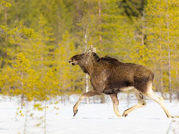 Rennende eland in de Finse sneeuw van Jacob Molenaar