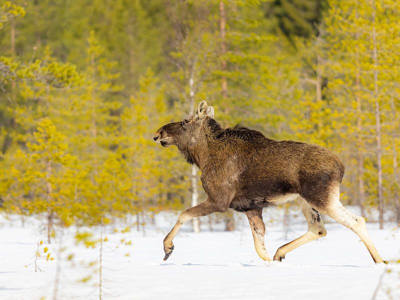 Course d&#039;élans dans la neige finlandaise par Jacob Molenaar