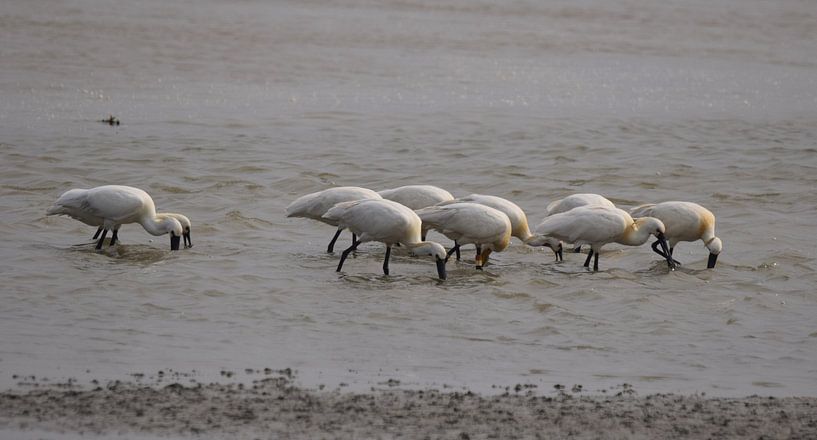 Lepelaars op Terschelling von Sjoukje Hamstra-Bouma