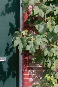 Porte verte, mur rose et raisins à Amsterdam | Tirage photo couleur | Pays-Bas photographie de voyage