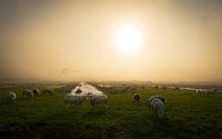 Sheep grazing in foggy landscape