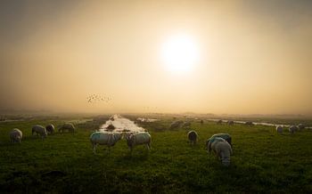 Weidende Schafe in nebliger Landschaft