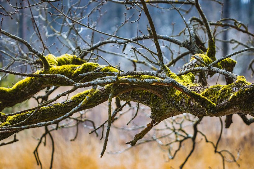 moss on a branch by ton vogels