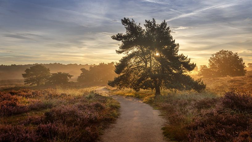 Sunrise Maasduinen at De Quin with fog by Silvia Thiel