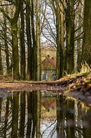 Réflexion dans la forêt
