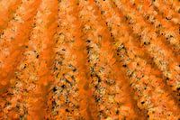 Akker abstract oranje