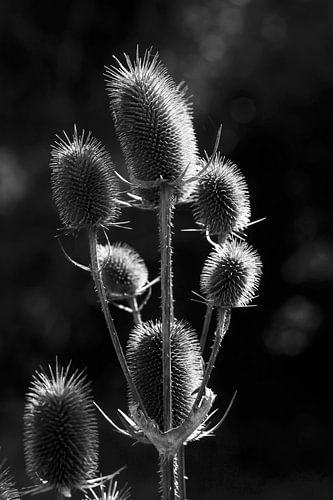 Thistle