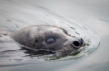 Nieuwsgierige Zeehond in de Oosterschelde van Wouter Triki Photography