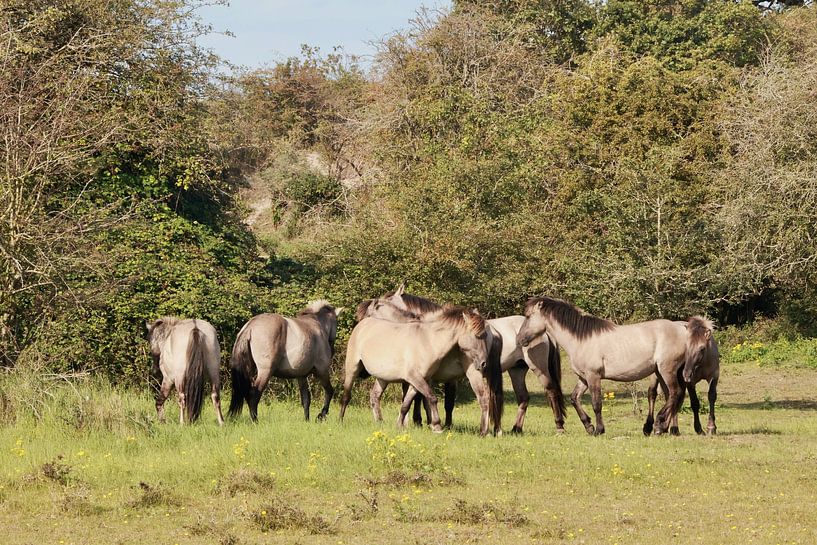 De Konikpaarden van Oranjezon van Wendy Hilberath