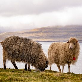 Sheep Love by Jitse de Graaf