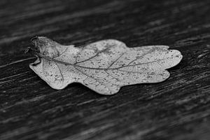 Feuille d'automne en noir et blanc