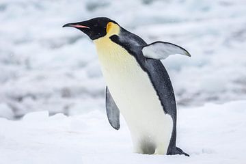 Kaiserpinguin - Antarktis