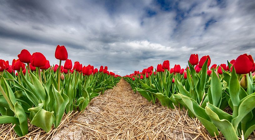 Red Tulips 2020 D by Alex Hiemstra