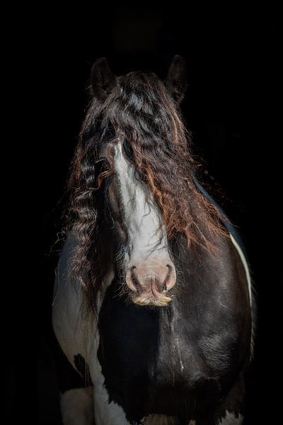 Scruffy van Eilandkarakters Ameland