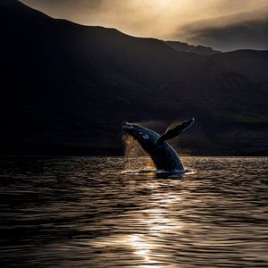 La baleine saute de l'eau