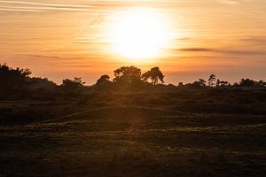 ondergaande zon over de Veluwe van Tania Perneel