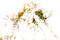 Bomen