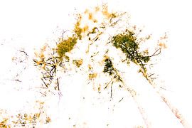 Bomen by Walter Grimm