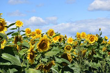 Ein Feld mit Sonnenblumenblüten von Claude Laprise